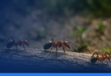 A IA comercial e a mestra Natureza